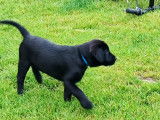 Chiots mâle Labrador Retriever noirs avec pedigree