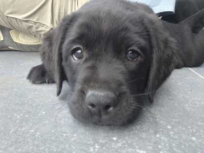 Chiot Labrador Retriever 1 mâle noir avec pedigree