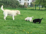 Chiots mâles et femelle Labrador Retriever noirs et beige avec pedigree