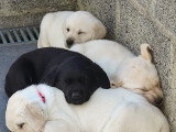 Chiots mâles et femelle Labrador Retriever noirs et beige avec pedigree