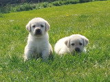 Chiots mâles et femelle Labrador Retriever noirs et beige avec pedigree