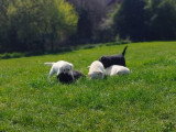 Chiots mâles et femelle Labrador Retriever noirs et beige avec pedigree