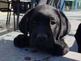 Chiot Labrador Retriever 1 mâle noir avec pedigree