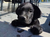 Chiot Labrador Retriever 1 mâle noir avec pedigree