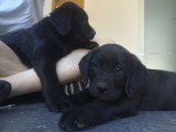 Chiot Labrador Retriever 1 mâle noir avec pedigree
