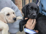 Chiot Labrador Retriever 1 mâle noir avec pedigree