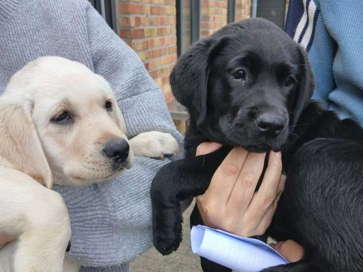 Chiot Labrador Retriever 1 mâle noir avec pedigree