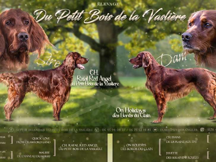 Chiot de race Setter Irlandais mâle à vendre