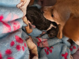 Chiots de type Chihuahua à vendre (3 mâles)