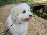 Mâle Coton de Tuléar disponible pour saillie