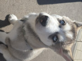 Chiot Husky Siberien à vendrre