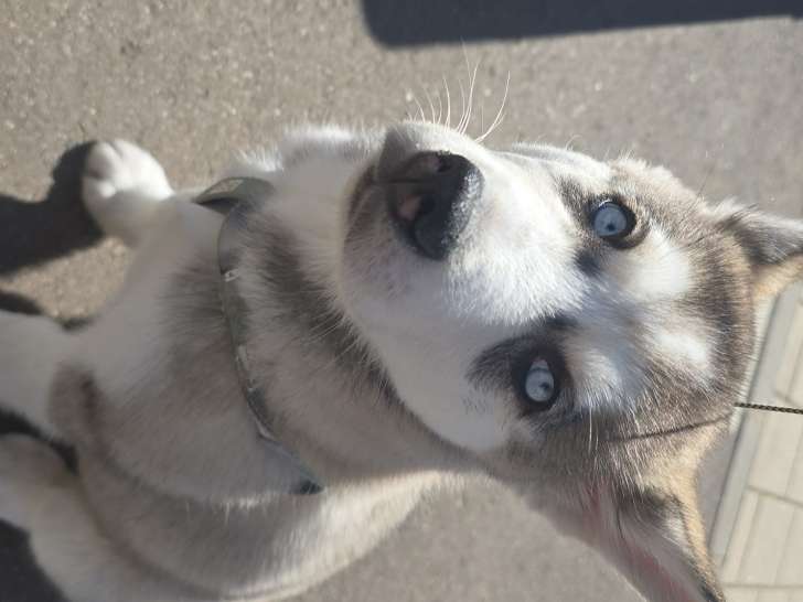 Chiot Husky Siberien à vendrre