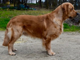 Mâle Golden Retriever LOF pour saillie