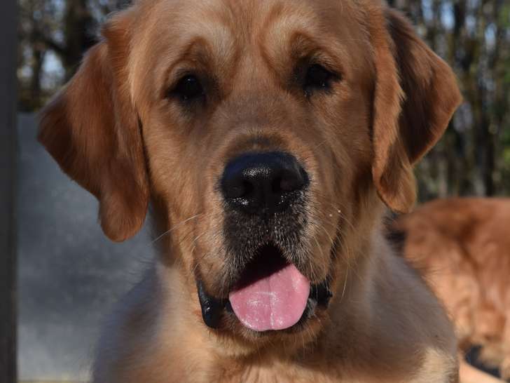 Mâle Golden Retriever LOF pour saillie