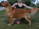 Mâle Golden Retriever LOF pour saillie