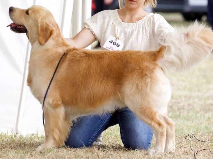 Mâle Golden Retriever LOF pour saillie