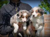 Chiots Border Collie bleu merle à vendre