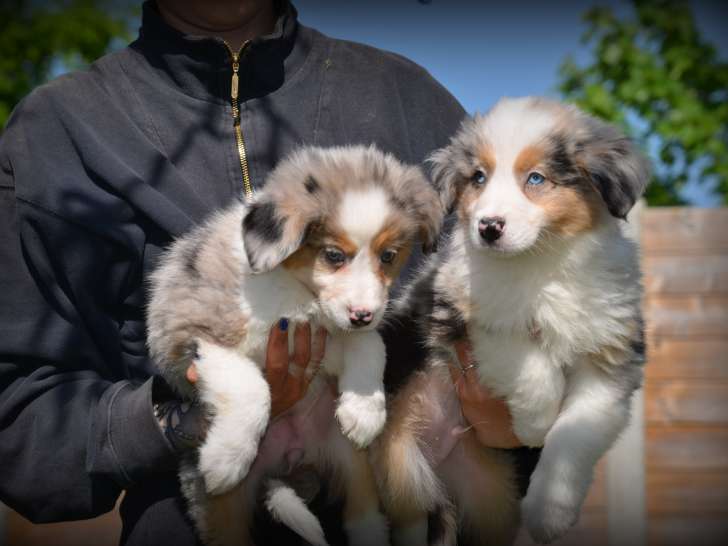 Chiots Border Collie bleu merle à vendre