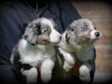 Chiots Border Collie bleu merle à vendre