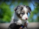 Chiots Border Collie bleu merle à vendre