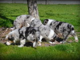 Chiots Border Collie bleu merle à vendre