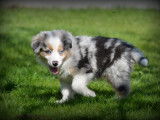 Chiots Border Collie bleu merle à vendre