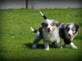 Chiots Border Collie bleu merle à vendre