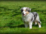 Chiots Border Collie bleu merle à vendre