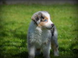 Chiots Border Collie bleu merle à vendre