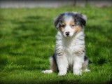 Chiots Border Collie bleu merle à vendre