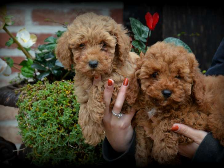 Chiots Caniche abricot