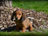 Chiots Teckel à poil long à vendre