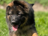 6 chiots Berger Allemand à poil long LOF, nés en avril 2025 à réserver : 4 mâles et 2 femelles