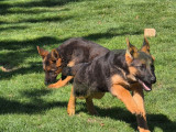 Chiots Berger Allemand LOF à vendre : 3 mâles et 1 femelle nés en novembre 2024