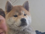 1 chiot Shiba Inu LOF à vendre, mâle de 2,5 mois