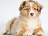 Réservation ouverte pour des chiots Bergers Américains Miniatures LOF, nés en février 2025, plusieurs couleurs disponibles