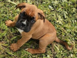 1 chiot mâle Boxer LOF né en février 2025 à réserver