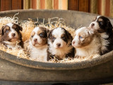 Réservation ouverte pour des chiots Bergers Australiens LOF nés en février 2025