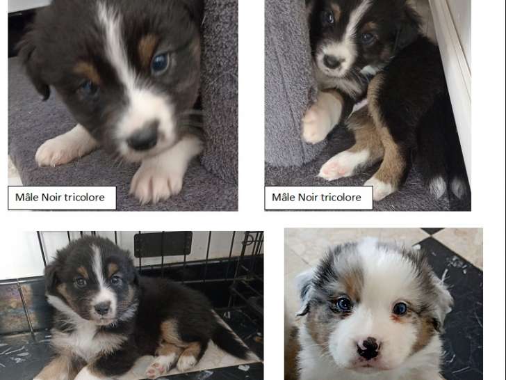Chiots Berger Australien LOF à réserver