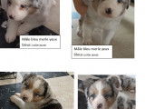 Chiots Berger Australien LOF à réserver