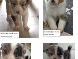 Chiots Berger Australien LOF à réserver