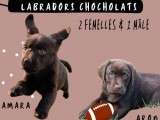 À vendre, 3 chiots Labradors chocolat, 1 mâle et 2 femelles LOF de janvier 2025