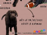 À vendre, 3 chiots Labradors chocolat, 1 mâle et 2 femelles LOF de janvier 2025