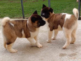 4 chiots Akita Américains d’octobre 2024 à vendre, LOF