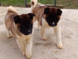 4 chiots Akita Américains d’octobre 2024 à vendre, LOF