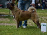 4 chiots Akita Américains d’octobre 2024 à vendre, LOF