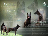 Chiots bergers hollandais avec pedigree