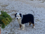 À vendre, 1 chiot mâle Berger Australien LOF, noir tricolore