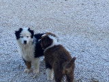 À vendre, 1 chiot mâle Berger Australien LOF, noir tricolore