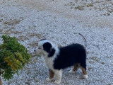 À vendre, 1 chiot mâle Berger Australien LOF, noir tricolore